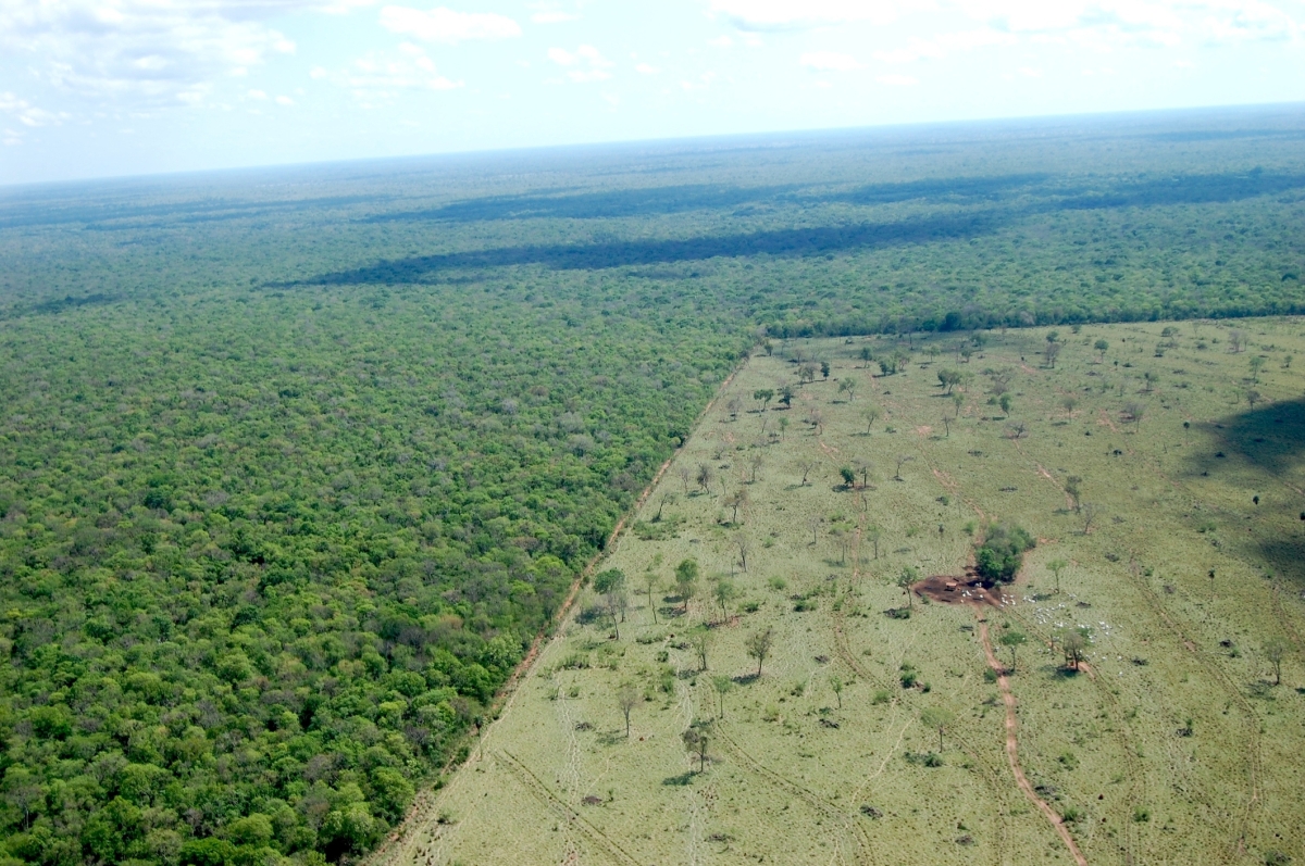 Beef Obsession and the Rampant Deforestation of the Amazon Rainforest